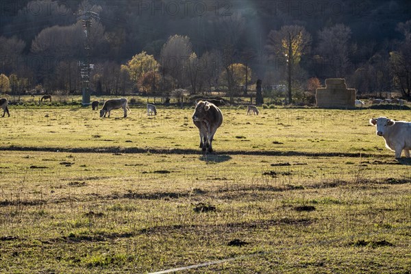 Heads of cattle in the Cerdanya area in the province of Gerona in Catalonia in Spain