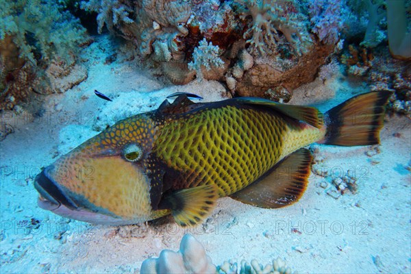 A titan triggerfish