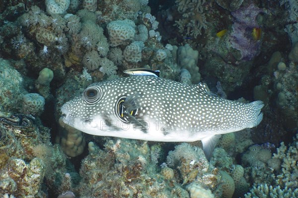 White-spotted puffer