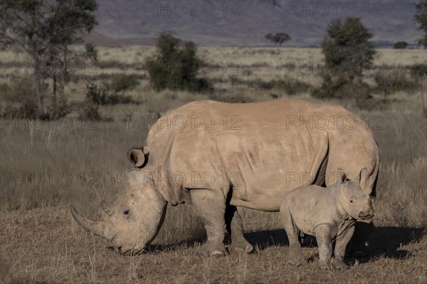 White rhinoceros