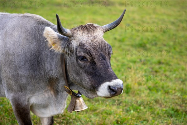 Cute Cow with a Bell on the Green Field in Switzerland