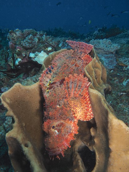 A fringed scorpionfish
