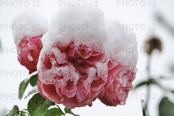 First snow