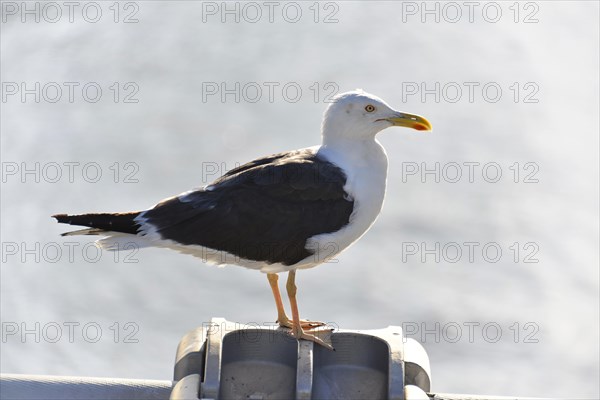 Lesser black-backed gull