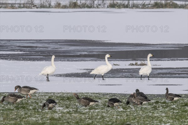 Tundra swans