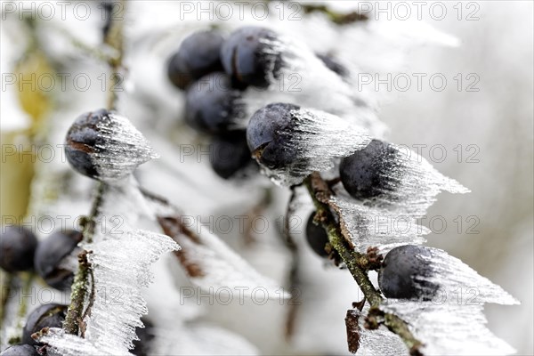 Hoarfrost