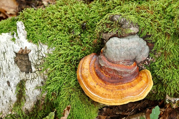 Tree fungus