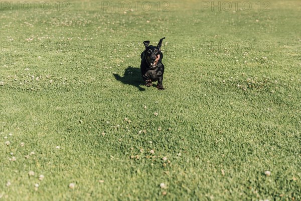 Dog running green grass