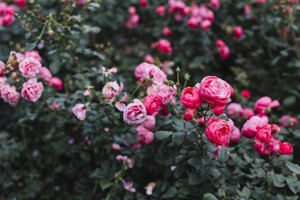 Fresh pink peony flowers growing garden