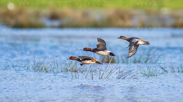 Eurasian Wigeon