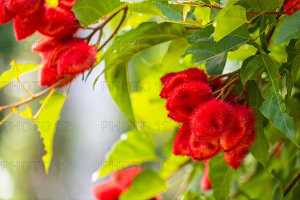 Blossom of the Lipstick tree