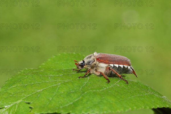 Cockchafer