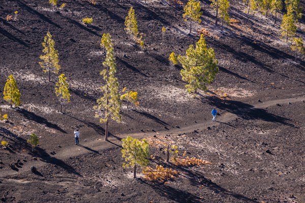 Canary Island pines