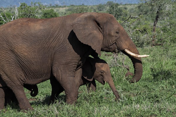 African elephant