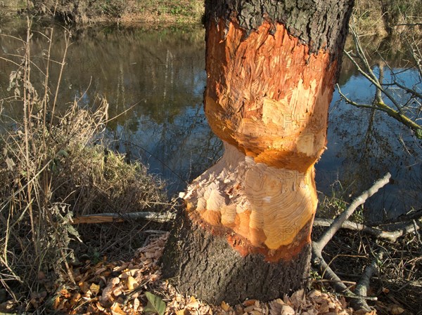 Tree gnawed by a beaver