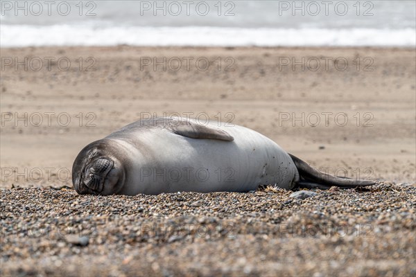 Southern elephant seal