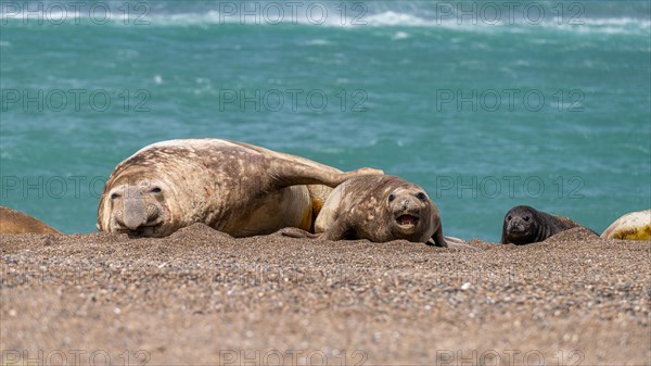 Southern elephant seals