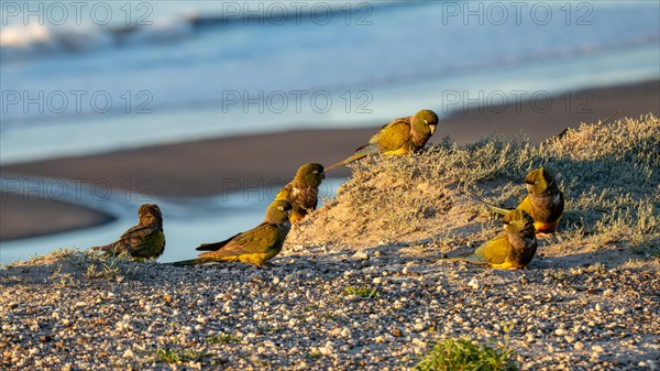 Rock parakeets