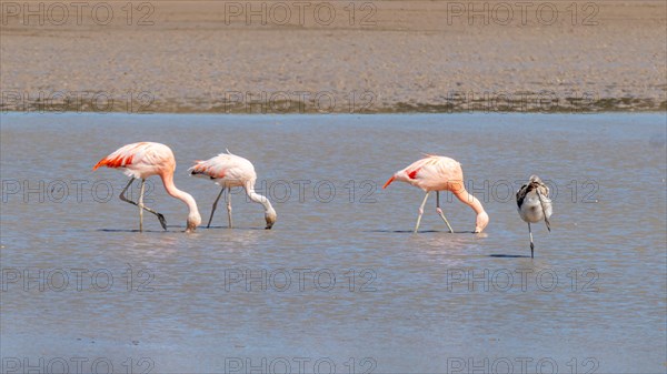 Chilean flamingo