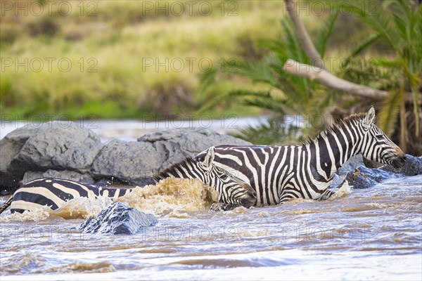 Plains zebra