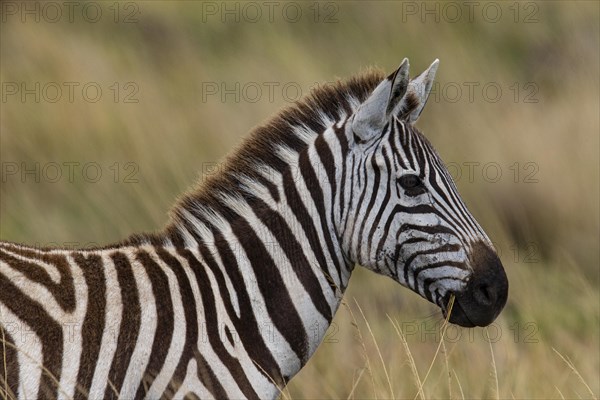 Plains zebra