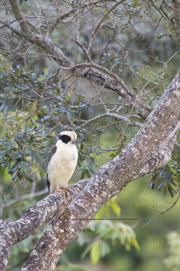 Laughing Falcon