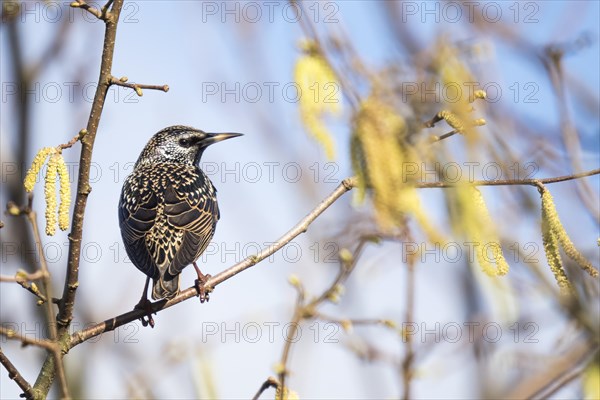 Common starling