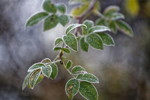 Hoarfrost