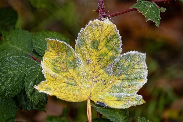 Hoarfrost