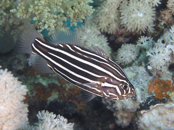 Six-lined soapfish