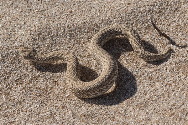 Dwarf puff adder