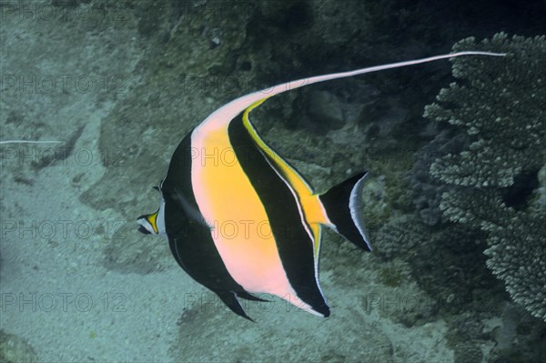 Moorish idol