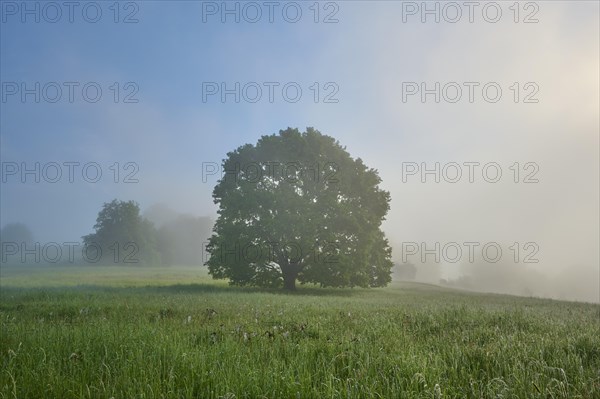 Oak tree