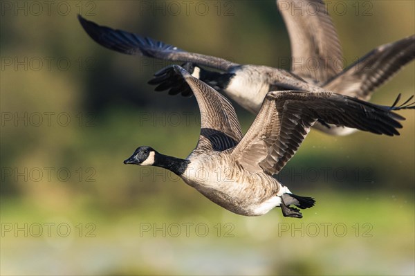 Canada Goose