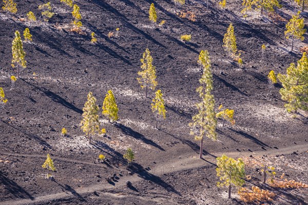 Canary Island pines