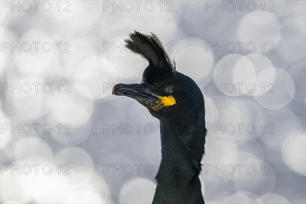 Common shag