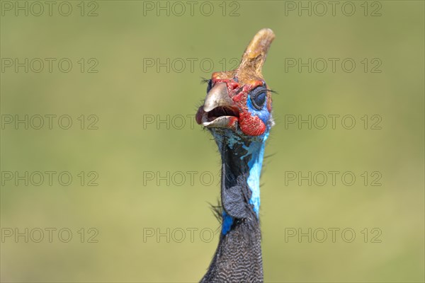 Helmeted guineafowls