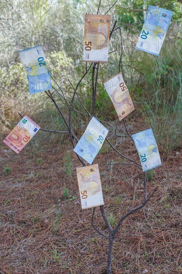Euro banknotes hanging from a tree branch in the countryside