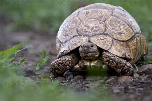 Leopard tortoise