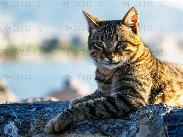 Portrait of a city cat