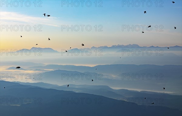 Swarm of swallows high above the mountains with a view of the Klagenfurt basin and the Karawanken