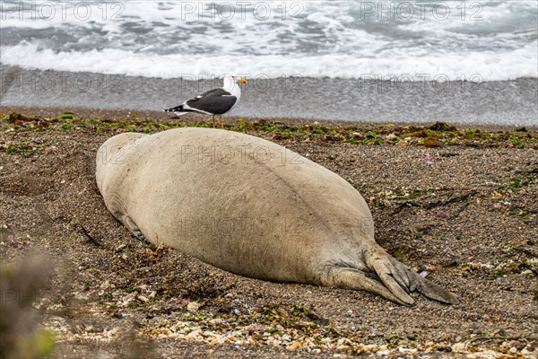 Southern elephant seal