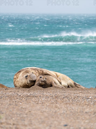 Southern elephant seals