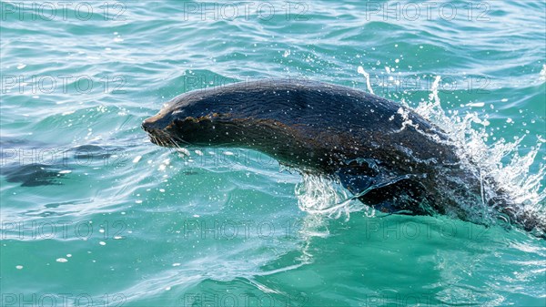 South American sea lion