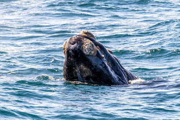 Southern right whale