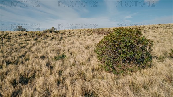 Patagonian steppe