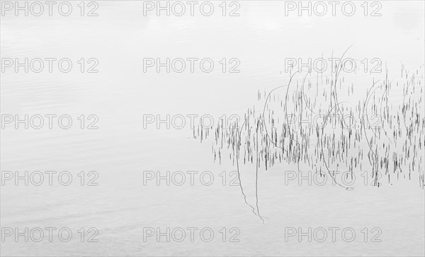 Reed structure in the water