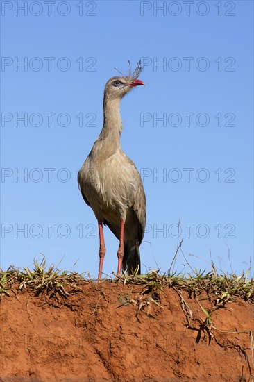 Red-legged Seriema