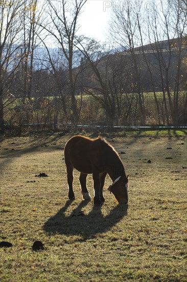 Breeding of horses for meat consumption in the Cerdanya region in the province of Gerona in Catalonia in Spain