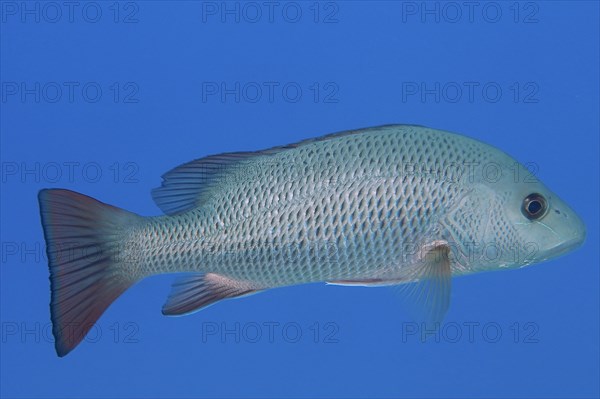 Mangrove red snapper